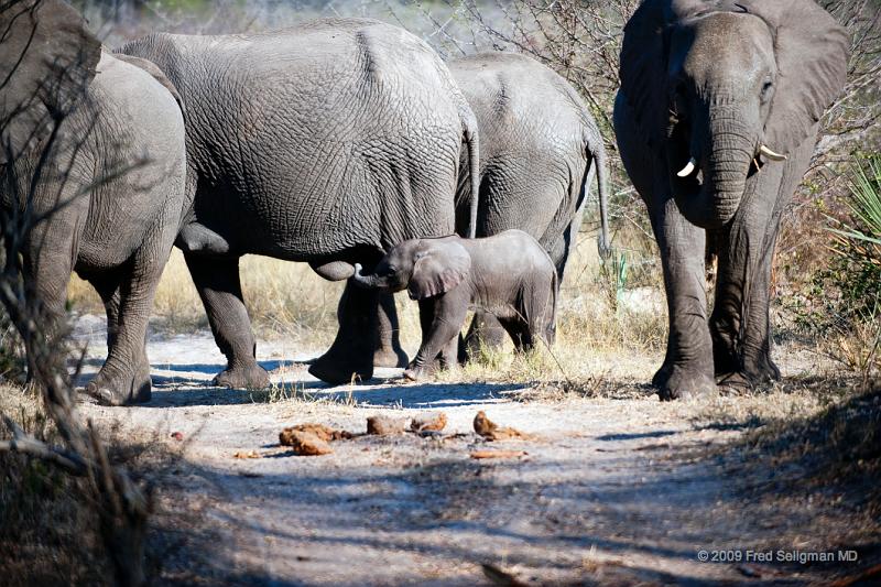 20090614_092826 D3 X1.jpg - Following large herds in Okavango Delta